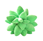Cactus Cushion
